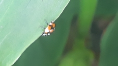 Adalia angulifera