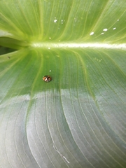 Adalia angulifera