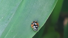 Adalia angulifera