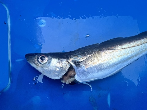 Whiting