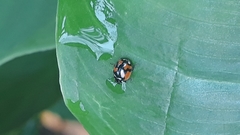 Adalia angulifera