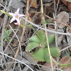 Adromischus caryophyllaceus