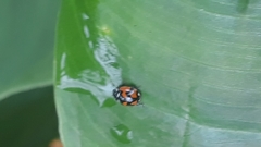Adalia angulifera