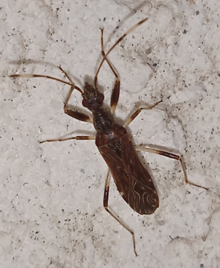 Baranowskiobius elegans