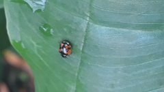 Adalia angulifera