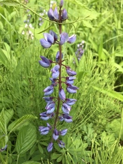 Lupinus perennis