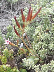 Adromischus caryophyllaceus