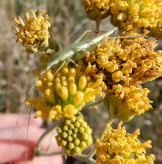 Oecanthus argentinus