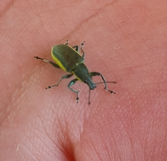 Chlorophanus viridis