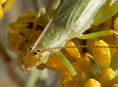 Oecanthus argentinus