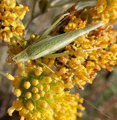 Oecanthus argentinus