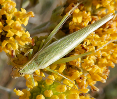 Oecanthus argentinus