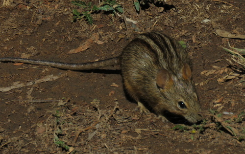 Karoo Four-striped Grass Rat (Rhabdomys intermedius) — Least Concern Mammalia
