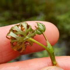 Ranunculus subrigidus