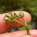 Stiff Water Crowfoot - Photo (c) jozien, some rights reserved (CC BY-NC), uploaded by jozien