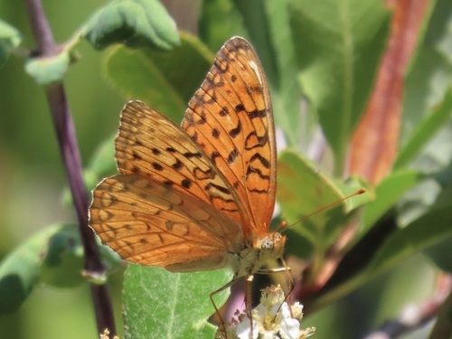 Unsilvered Fritillary photo 4