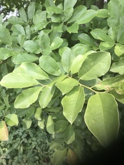 Magnolia acuminata