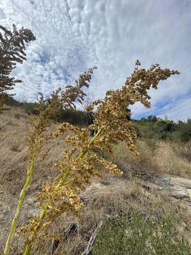 Image of Nolina cismontana by (c) mel letterman, some rights reserved (CC BY)