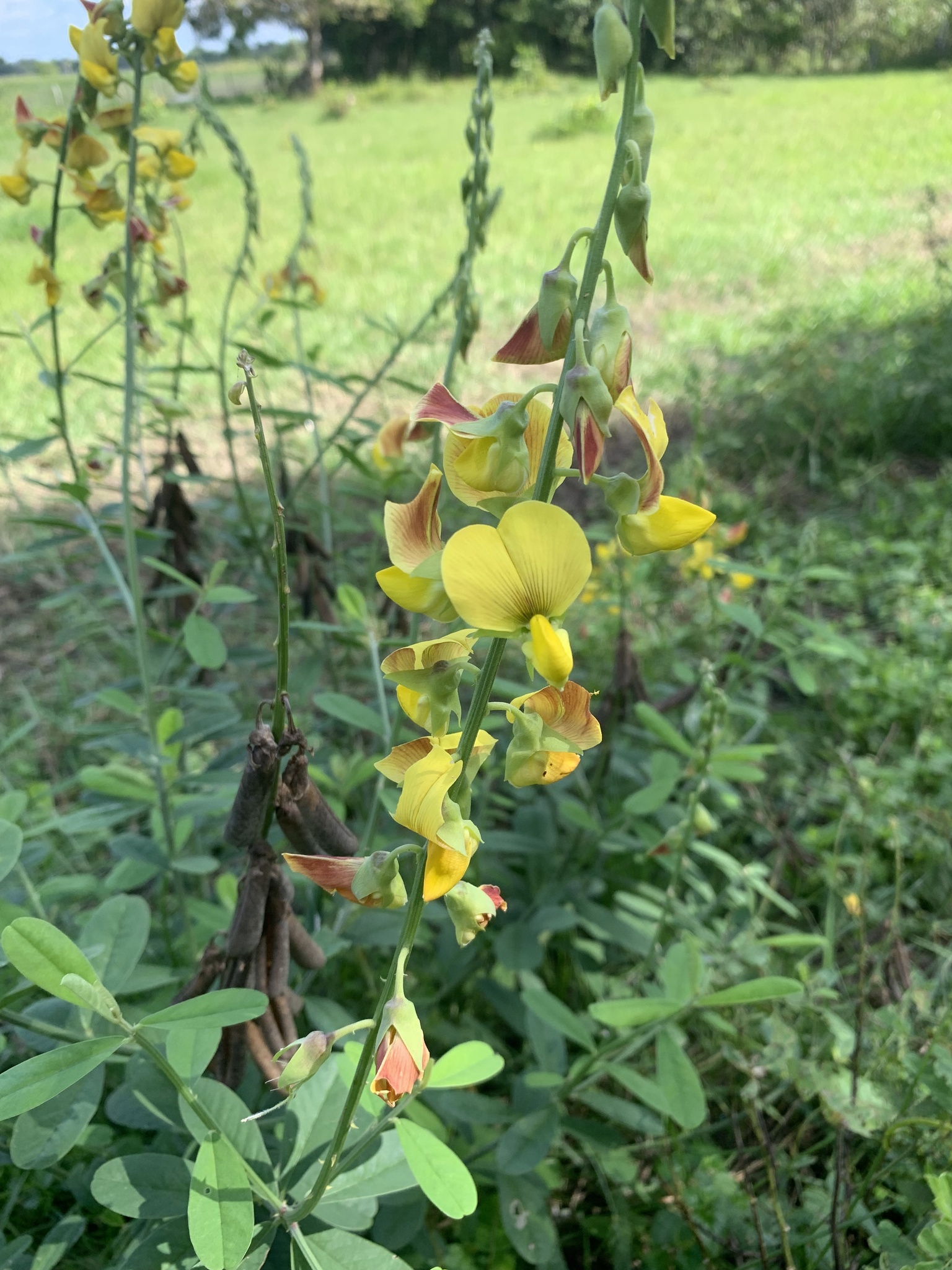 Crotalaria retusa