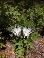 Graphium mandarinus
