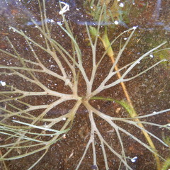 Ranunculus subrigidus