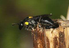 Meroglossa itamuca