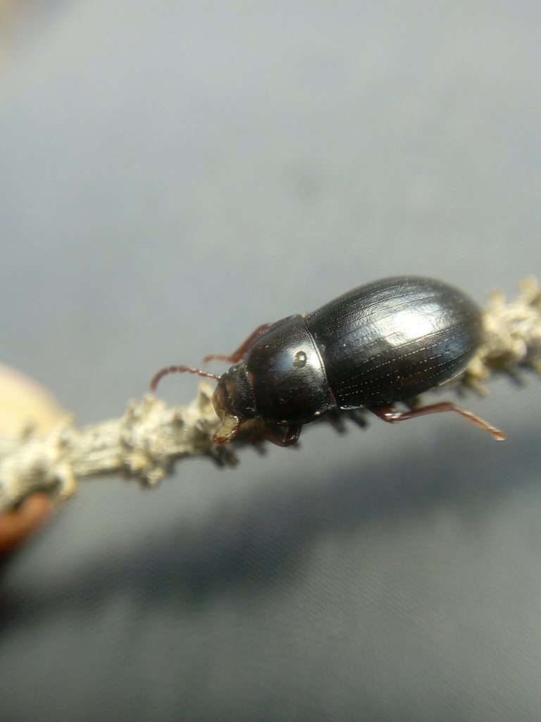 Nalassus convexus