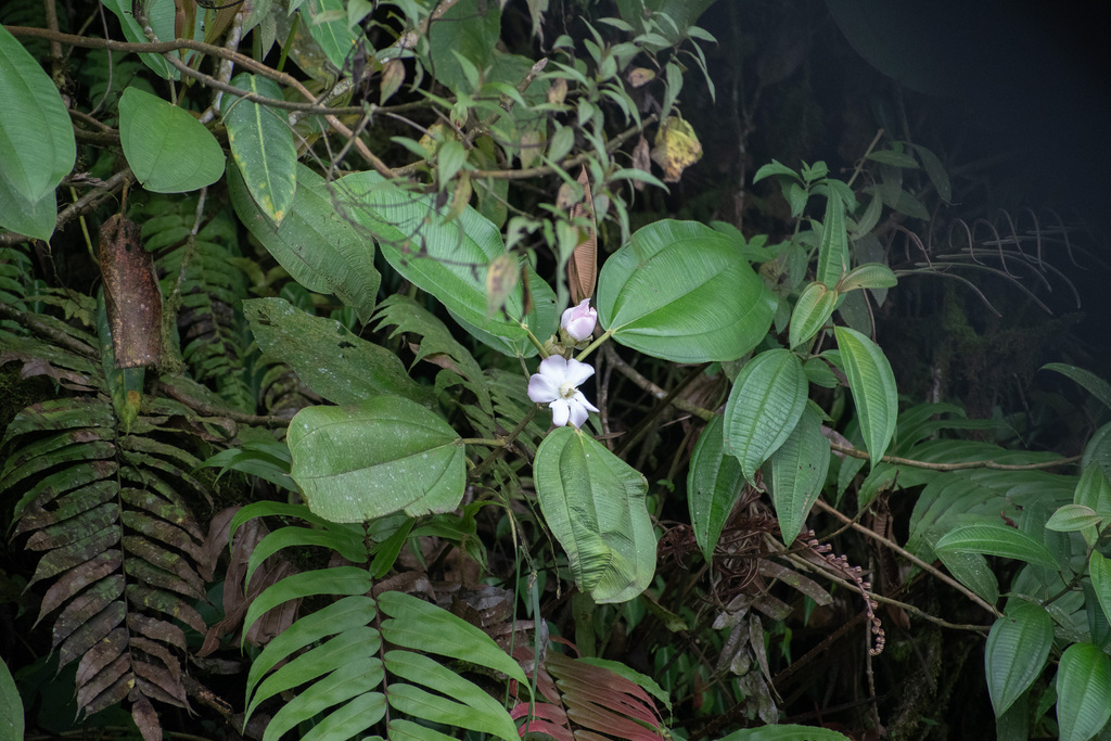 Blakea eriocalyx