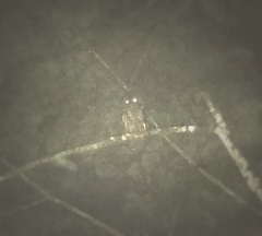 Strix virgata