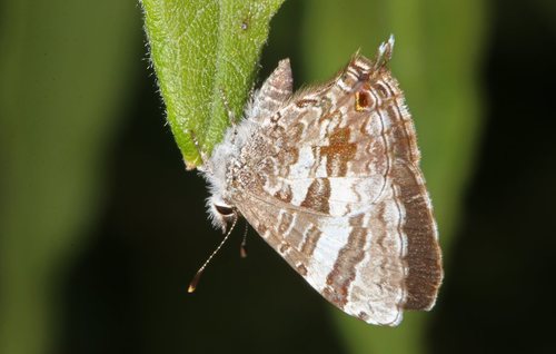 Sahulana scintillata (Lucas, 1889)