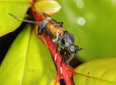 Acupalpa divisa