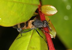 Acupalpa divisa