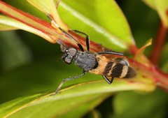Acupalpa divisa