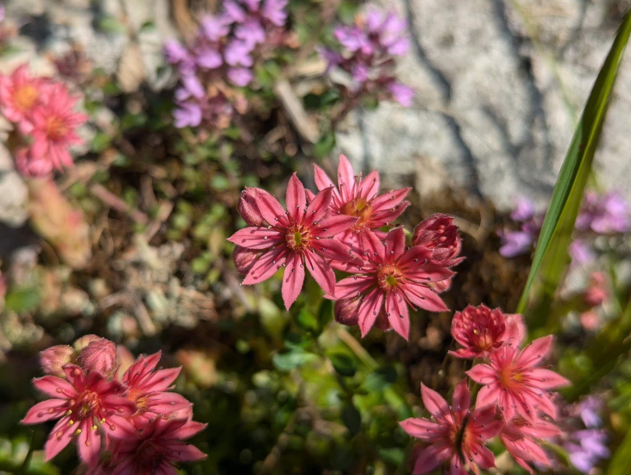 Sempervivum 'Nigrum' 2