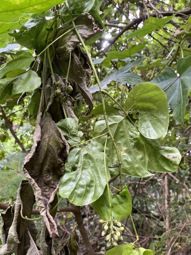 Mucuna gigantea observed 2024-07-15