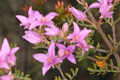 Boronia granitica