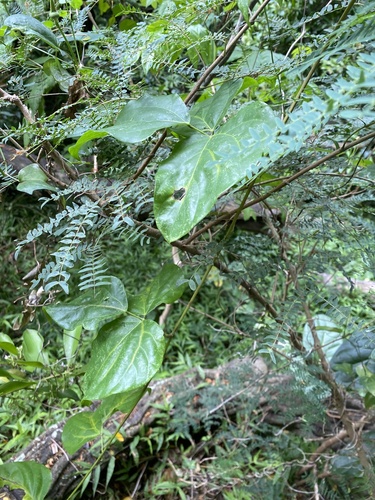 Mucuna gigantea observed 2024-07-15