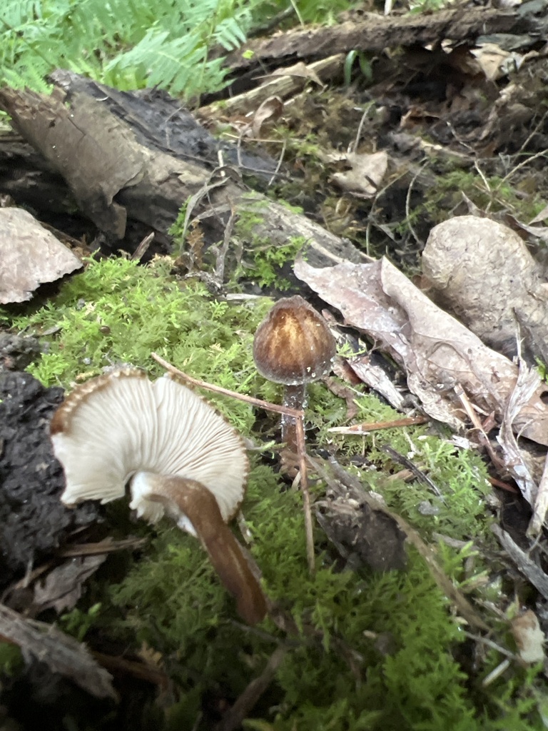 Pluteus granularis in July 2024 by saylorj. Two growing from rotten ...