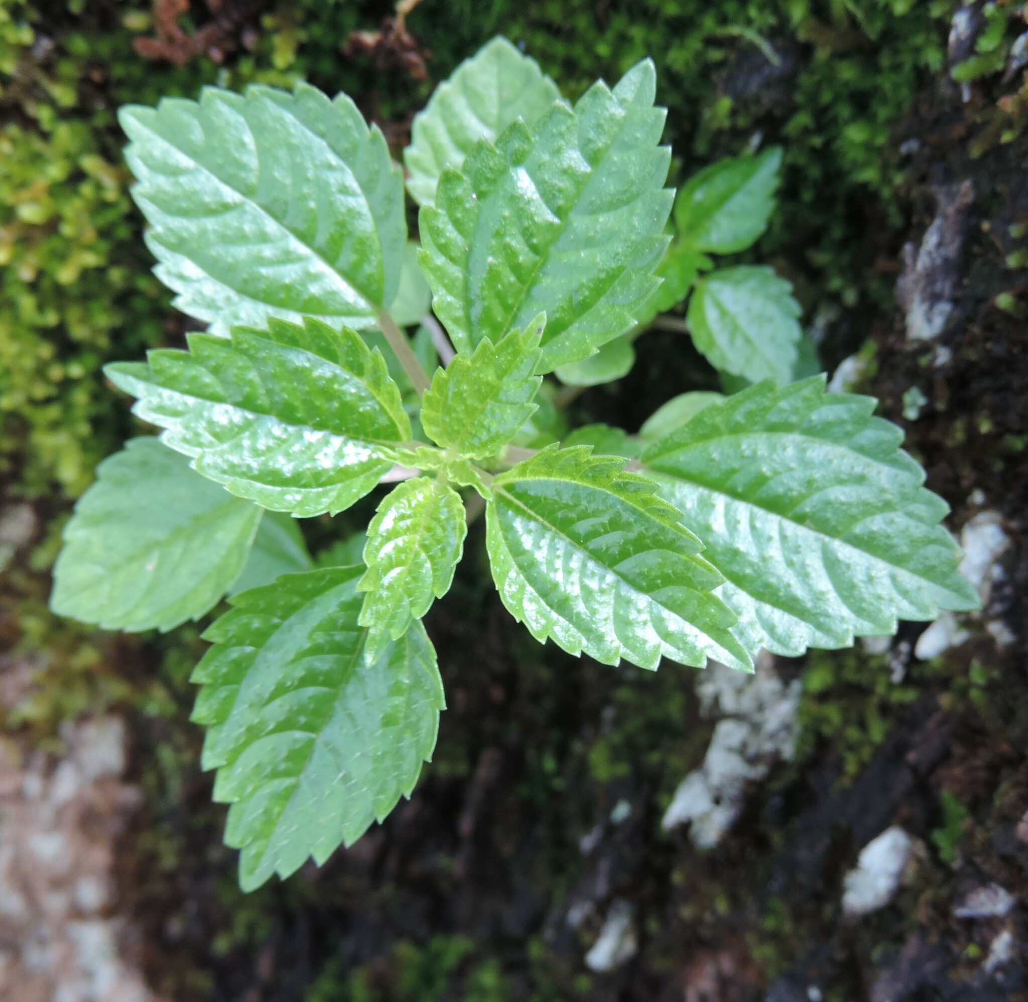 Imagem de Pilea hyalina