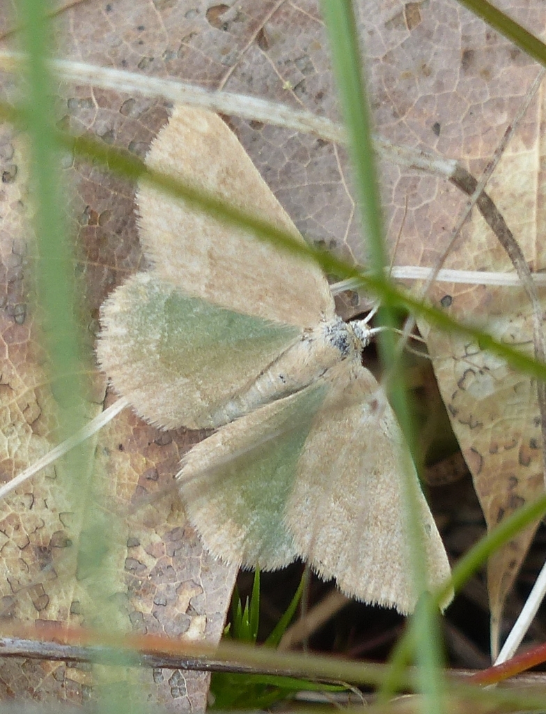 Day Emerald Moth