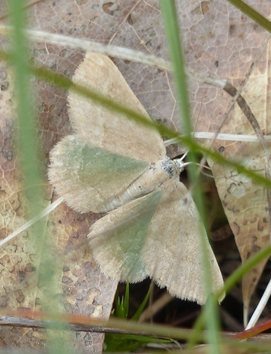 Day Emerald Moth