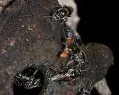 Austroplebeia australis