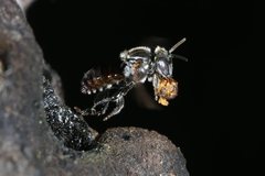 Austroplebeia australis