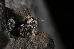 Austroplebeia australis