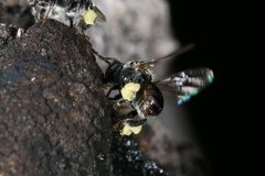 Austroplebeia australis