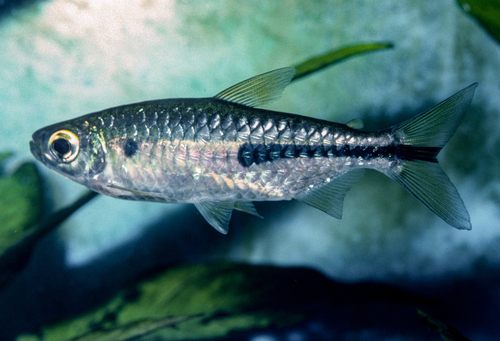 Kingsley's African tetra (Brycinus kingsleyae) — Alestidae — 3