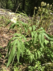 Cardamine kitaibelii