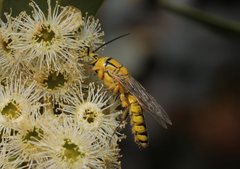 Doratithynnus aliceae