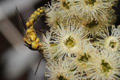 Doratithynnus aliceae