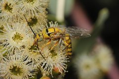 Doratithynnus aliceae